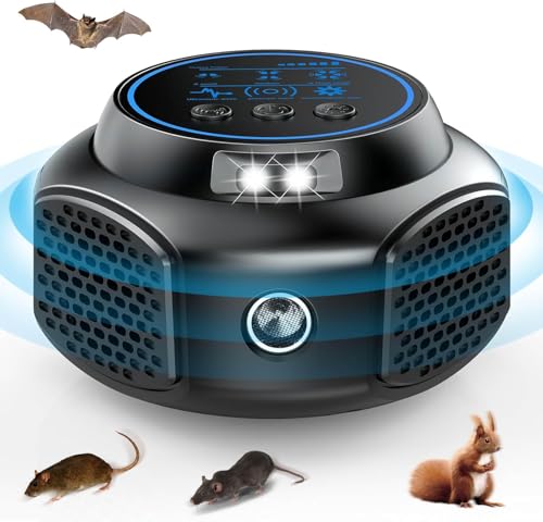 , Rat, Squirrel, Rodent,